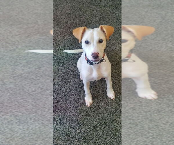 Medium Photo #3 Jack Russell Terrier-Labrador Retriever Mix Puppy For Sale in Aurora, IN, USA