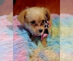 Small Photo #83 Yorkshire Terrier Puppy For Sale in AKRON, OH, USA