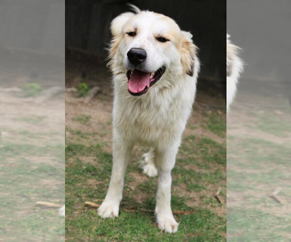 Medium Photo #7 Great Pyrenees Puppy For Sale in Dallas, TX, USA
