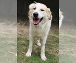 Small #6 Great Pyrenees