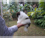 Small Photo #46 Pomeranian Puppy For Sale in PALM BCH GDNS, FL, USA