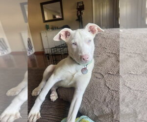 Siberian Husky-Unknown Mix Dogs for adoption in Springdale, PA, USA