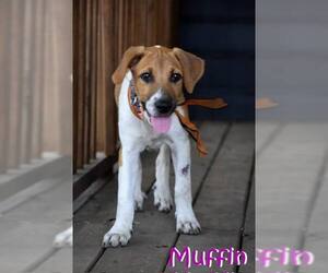 Mutt Dogs for adoption in Unionville, PA, USA