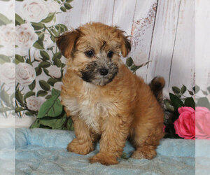 Yo-Chon Puppy for sale in PENNS CREEK, PA, USA