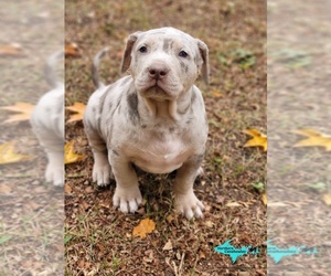 Catahoula Leopard Dog Puppy for sale in MORAN, MI, USA
