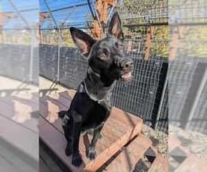 German Shepherd Dog-Unknown Mix Dogs for adoption in Frisco, CO, USA