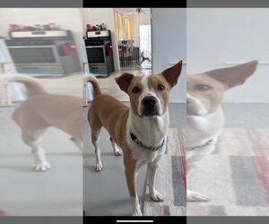 Basenji Dogs for adoption in Littleton, CO, USA