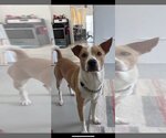 Small Photo #1 Basenji Puppy For Sale in Littleton, CO, USA