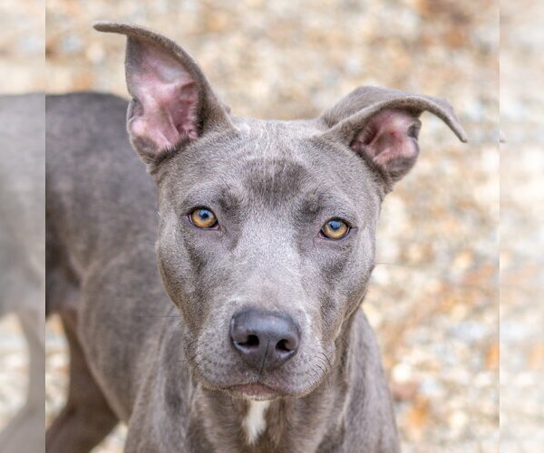 Medium Photo #2 Unknown-Weimaraner Mix Puppy For Sale in Hilton Head, SC, USA