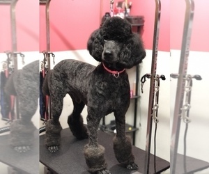 Father of the Poodle (Standard) puppies born on 04/23/2025