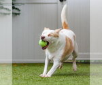 Small Photo #3 Labrador Retriever-Unknown Mix Puppy For Sale in Canton, CT, USA