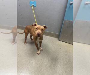 Mutt Dogs for adoption in Las Vegas, NV, USA