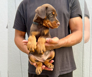 Doberman Pinscher Puppy for Sale in LAKELAND, Florida USA