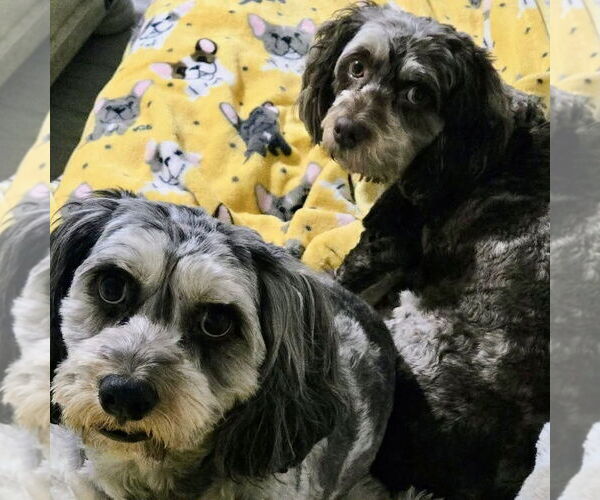 Medium Photo #3 Cock-A-Poo-Unknown Mix Puppy For Sale in Spring Lake, NC, USA