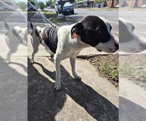 American Staffordshire Terrier-Unknown Mix Dogs for adoption in San Antonio, TX, USA