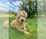 Small #1 Poodle (Miniature) Mix
