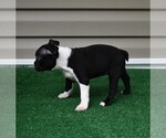 Small #13 Boston Terrier