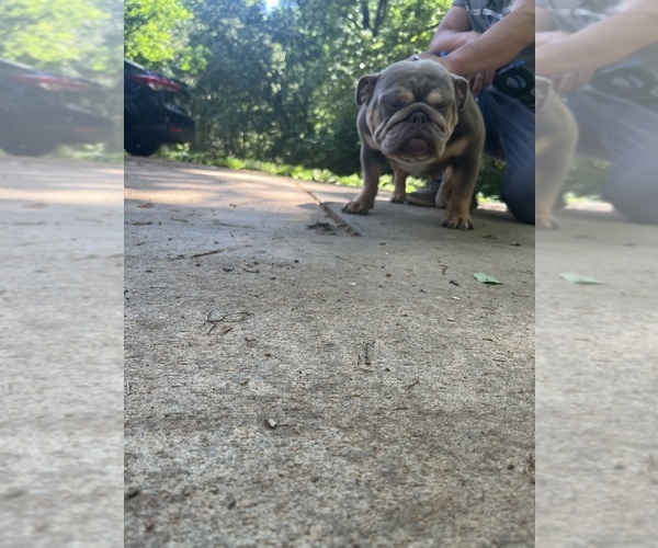 Medium Photo #4 English Bulldog Puppy For Sale in CLEVELAND, NC, USA