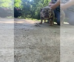 Small #3 English Bulldog