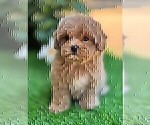 Small #14 Maltipoo