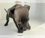 Small #1 Labrador Retriever Mix