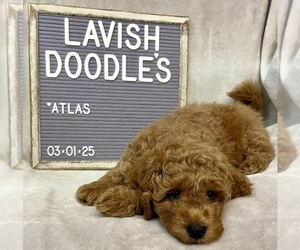 Goldendoodle (Miniature) Puppy for sale in MUSKEGON, MI, USA