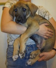 Irish Dane Puppy for sale in WILLCOX, AZ, USA
