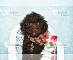 Small #12 Poodle (Toy)