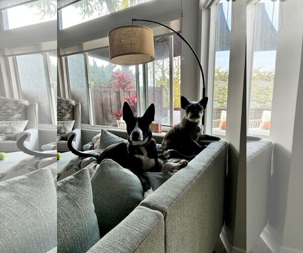 Medium Photo #6 Labrador Retriever-Unknown Mix Puppy For Sale in San Juan Capistrano, CA, USA