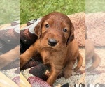 Small #1 Irish Setter