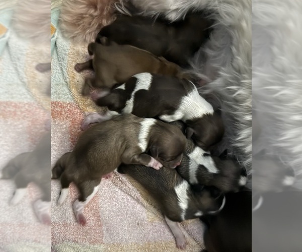 Medium Photo #3 Shiranian Puppy For Sale in AVOCA, MI, USA