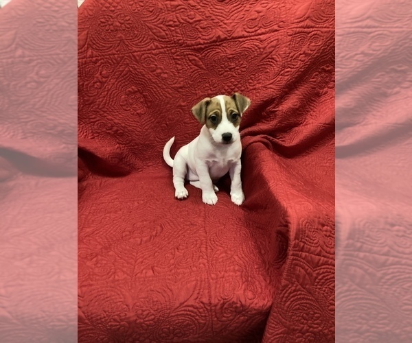Medium Photo #5 Jack Russell Terrier Puppy For Sale in MANSFIELD, TX, USA