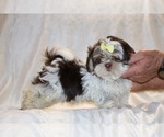Small #9 Shih Tzu