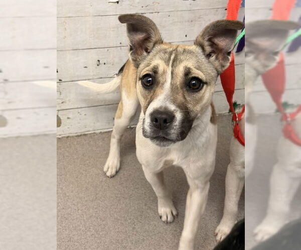 Medium Photo #1 Rat Terrier-Unknown Mix Puppy For Sale in San Bernardino, CA, USA