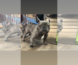 French Bulldog Puppy for sale in MURRIETA, CA, USA