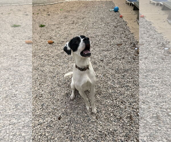 Medium Photo #2 Great Dane-Pointer Mix Puppy For Sale in York, SC, USA