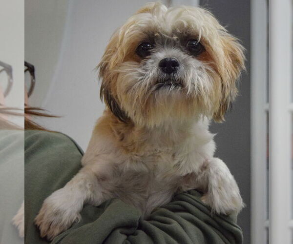 Medium Photo #4 Shih Tzu Puppy For Sale in Huntley, IL, USA