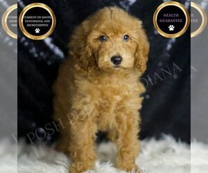 Goldendoodle (Miniature) Puppy for sale in WARSAW, IN, USA