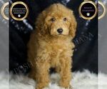 Small Goldendoodle (Miniature)