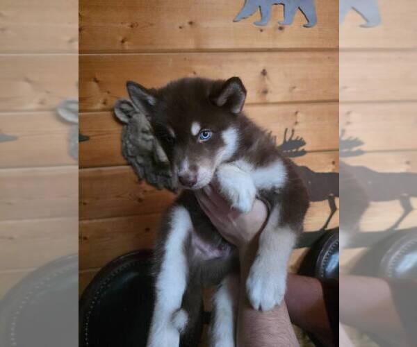 Medium Photo #1 Siberian Husky Puppy For Sale in CLERMONT, FL, USA