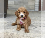 Puppy 1 Poodle (Standard)