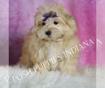 Small #1 Morkie