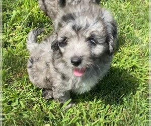 Newfoundland-Poodle (Toy) Mix Puppy for sale in NILES, MI, USA