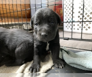 Medium Cattle Collie Dog-Labrador Retriever Mix