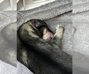 Medium German Shepherd Dog-Wolf Hybrid Mix
