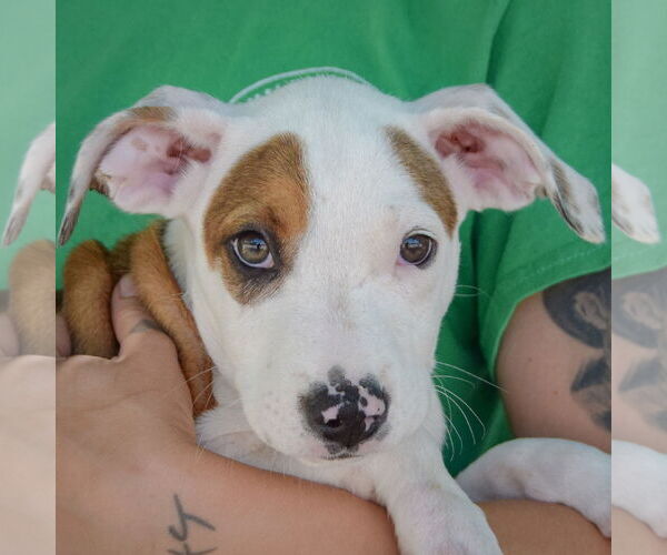 Medium Photo #6 American Staffordshire Terrier-Boxer Mix Puppy For Sale in Huntley, IL, USA