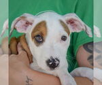 Small #5 American Staffordshire Terrier-Boxer Mix