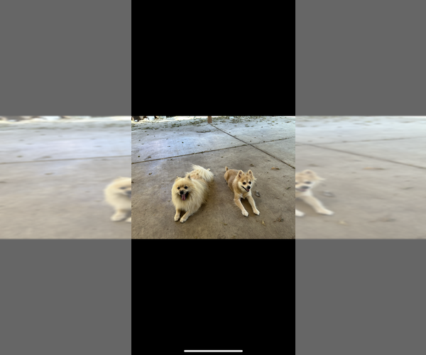 Medium Photo #1 Pomeranian Puppy For Sale in SACRAMENTO, CA, USA