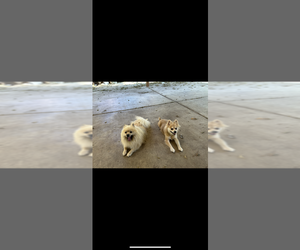 Father of the Pomeranian puppies born on 06/05/2025