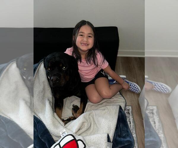 Medium Photo #2 Rottweiler Puppy For Sale in Gilbert, AZ, USA